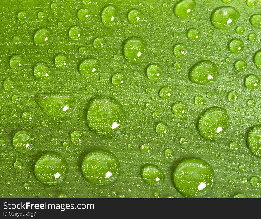 Water drops on green leaf