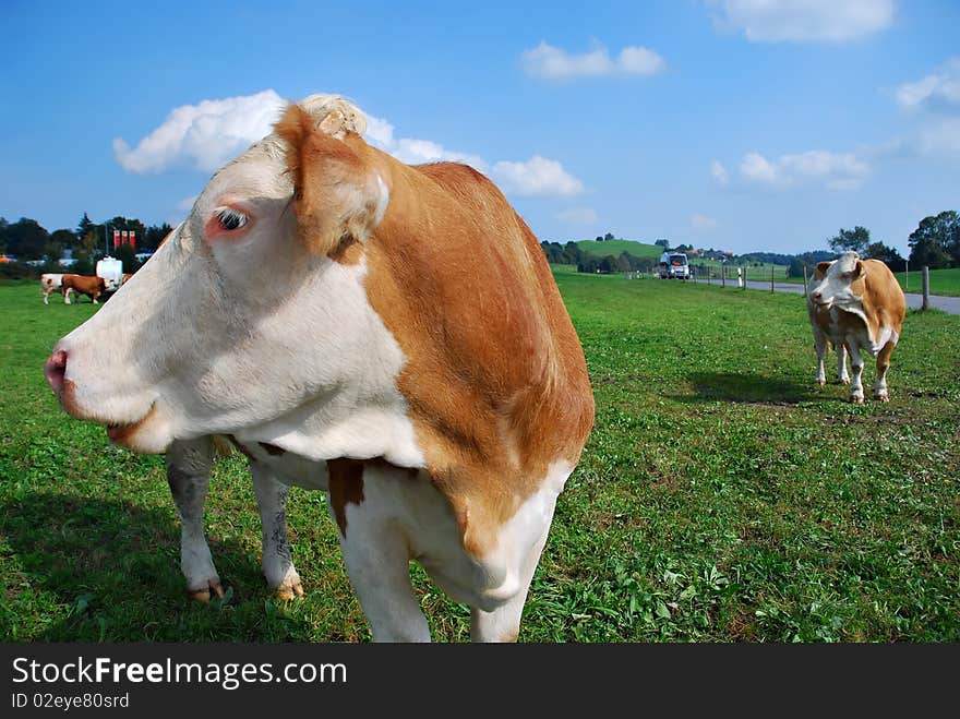 Cows On The Meadow