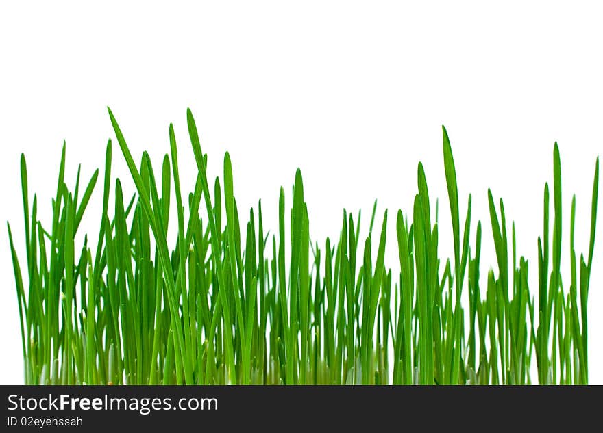 Young green wheat on a white background