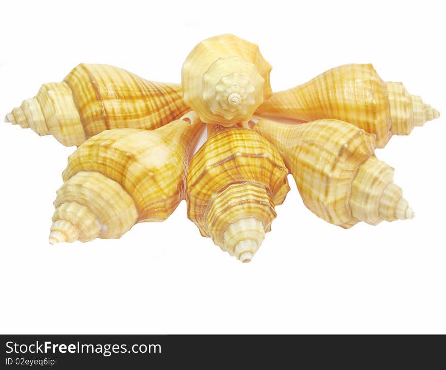 Yellow Seashell