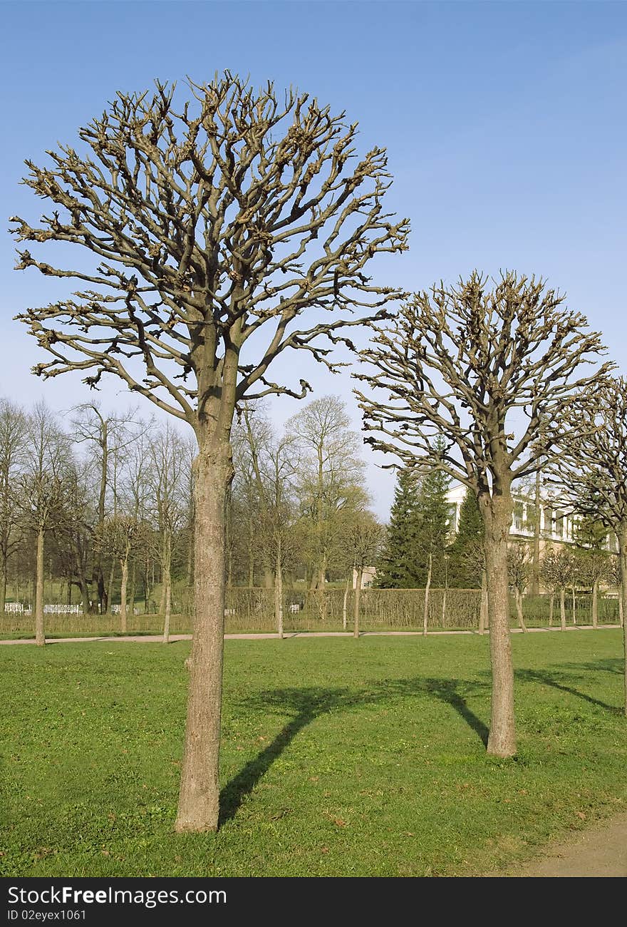 Two trimmed spring trees in a park. Two trimmed spring trees in a park