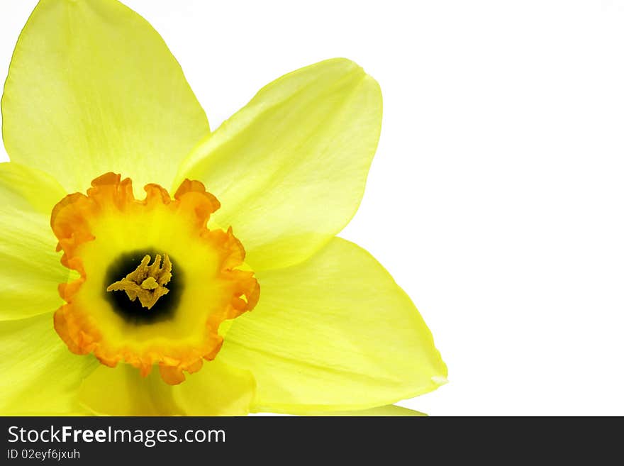 Narcissus poēticus - close up of e narcissus isolated on white background