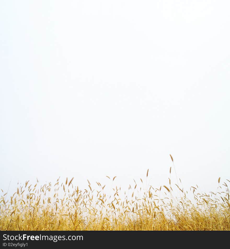 Dog's tail grass  in autumn. Dog's tail grass  in autumn