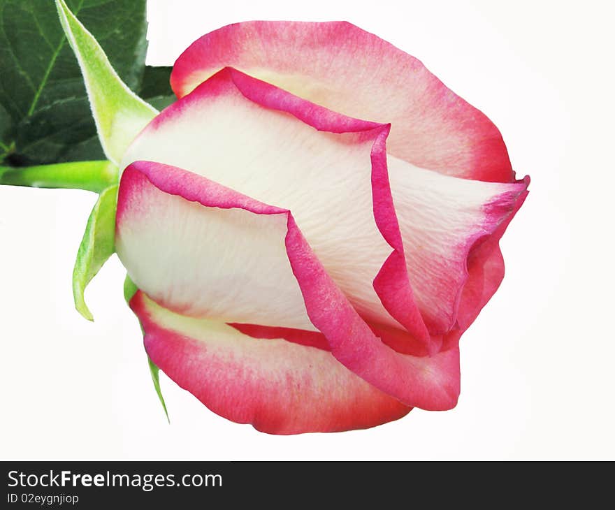 Pink and white rose isolated on white background. Pink and white rose isolated on white background