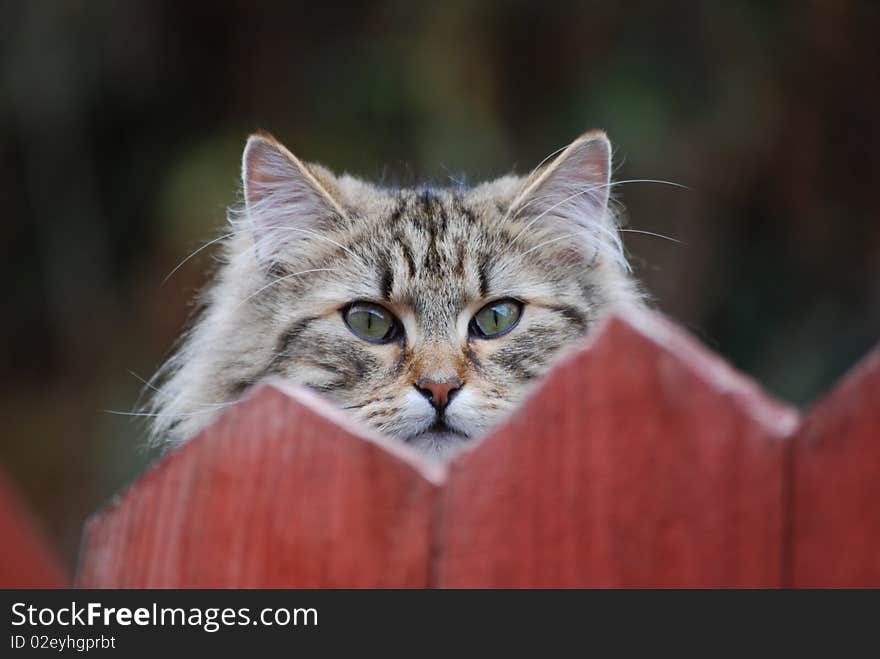 A cute furry cat hiding behind a gate as if it was playing hide and seek