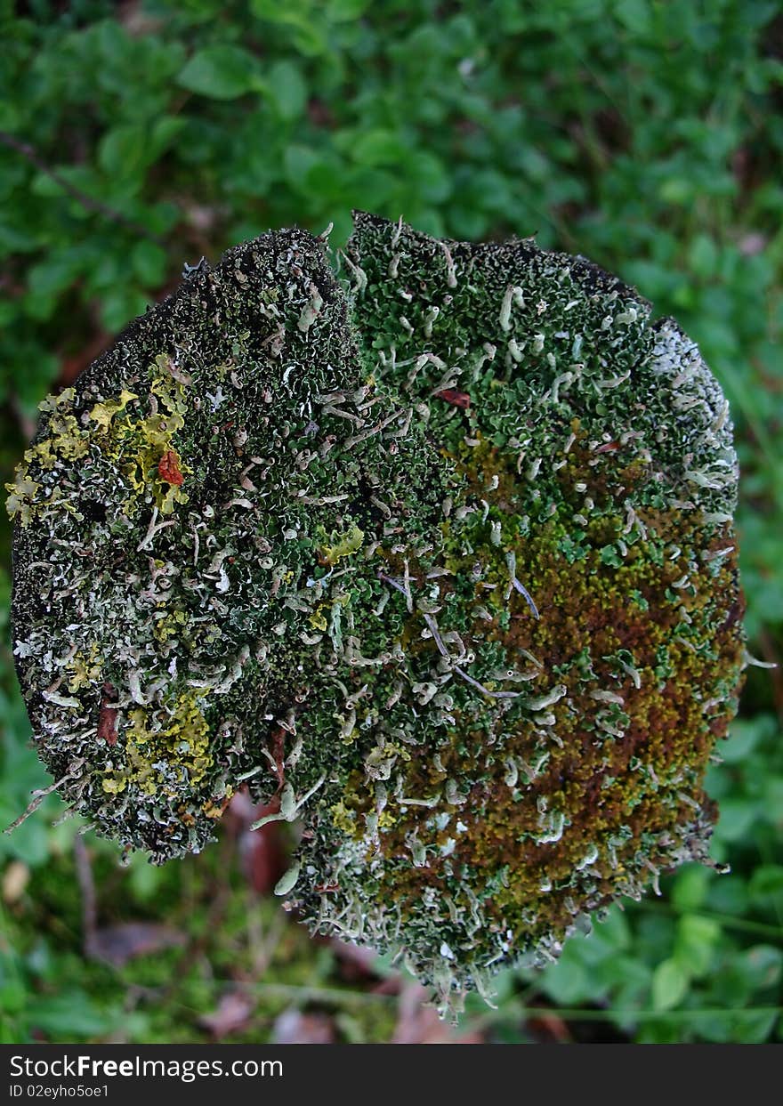 Stump with moss and lichen in forest. Stump with moss and lichen in forest