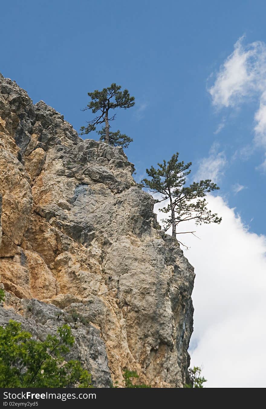 Two pine-trees on a high cliff, view from below. Two pine-trees on a high cliff, view from below