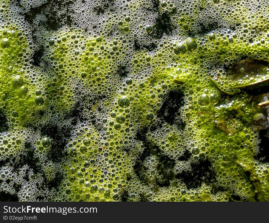 Green cilia in water