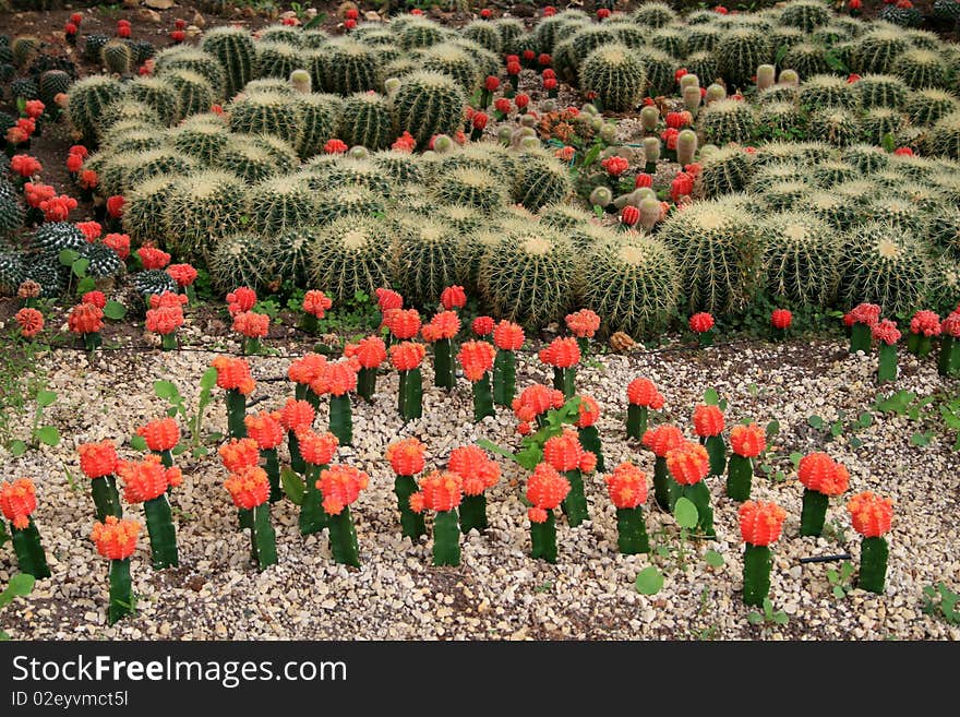 Colorful cactus as a background. Colorful cactus as a background