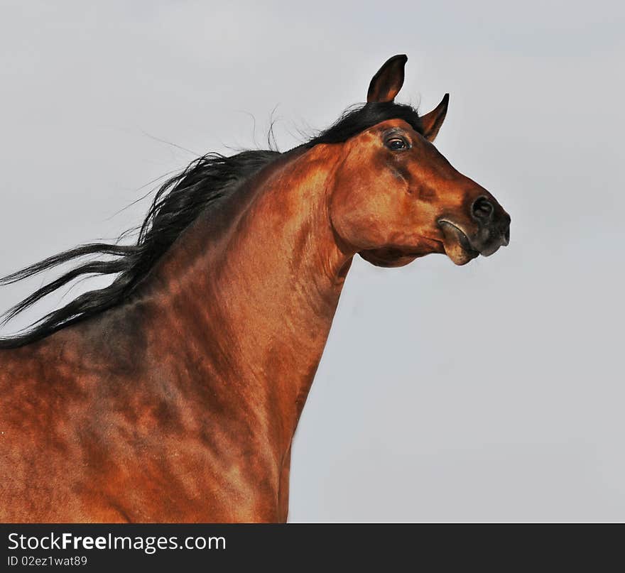 Bay arabian stallion on sky background. Bay arabian stallion on sky background