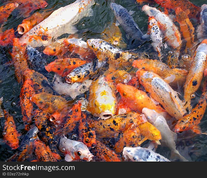 Crowd of fishes that fight for a little piece of bread. Crowd of fishes that fight for a little piece of bread