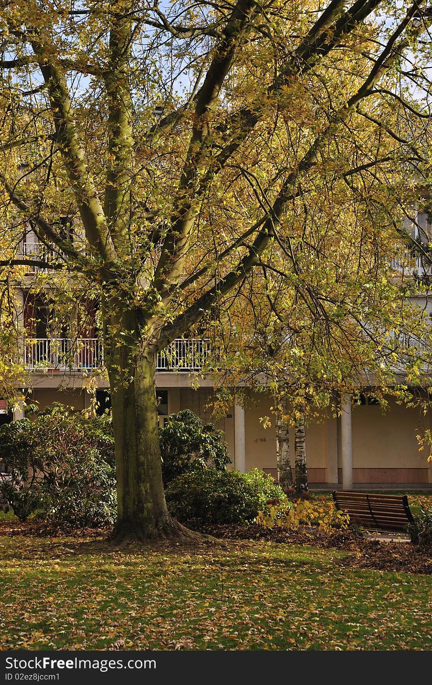 Autumn in city, tree, bench, silence and calm nature. Autumn in city, tree, bench, silence and calm nature.