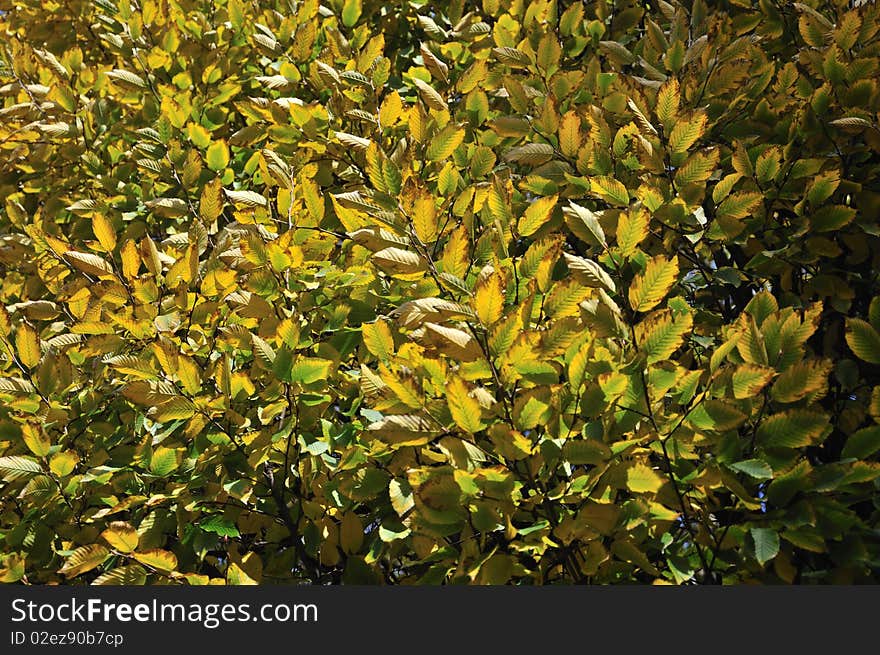 Leaves Pattern