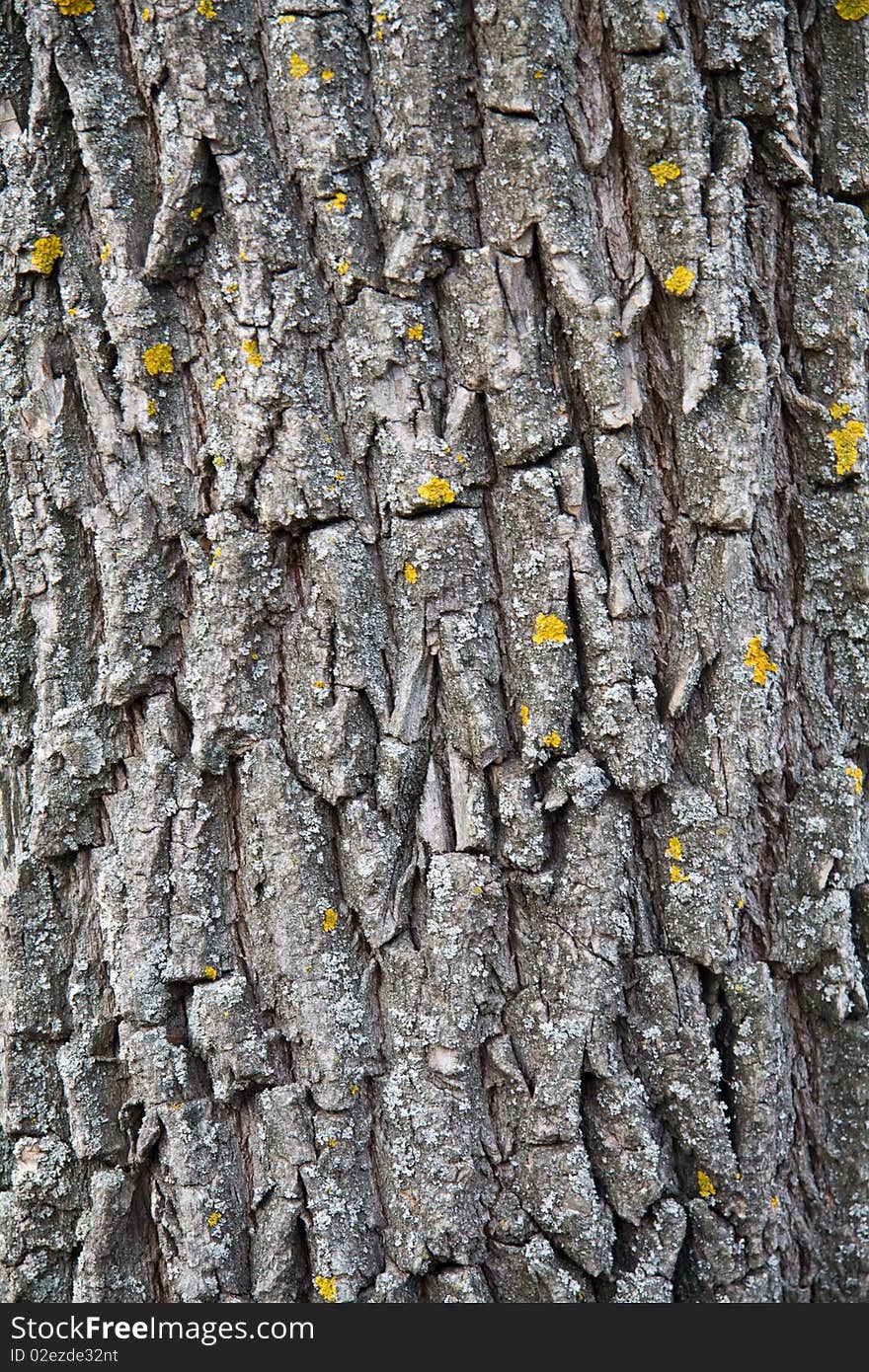 Bark on the trunk of a tree. Bark on the trunk of a tree