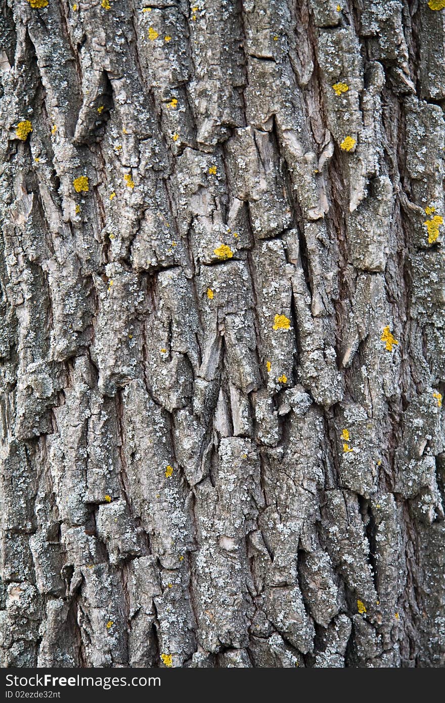 Tree bark