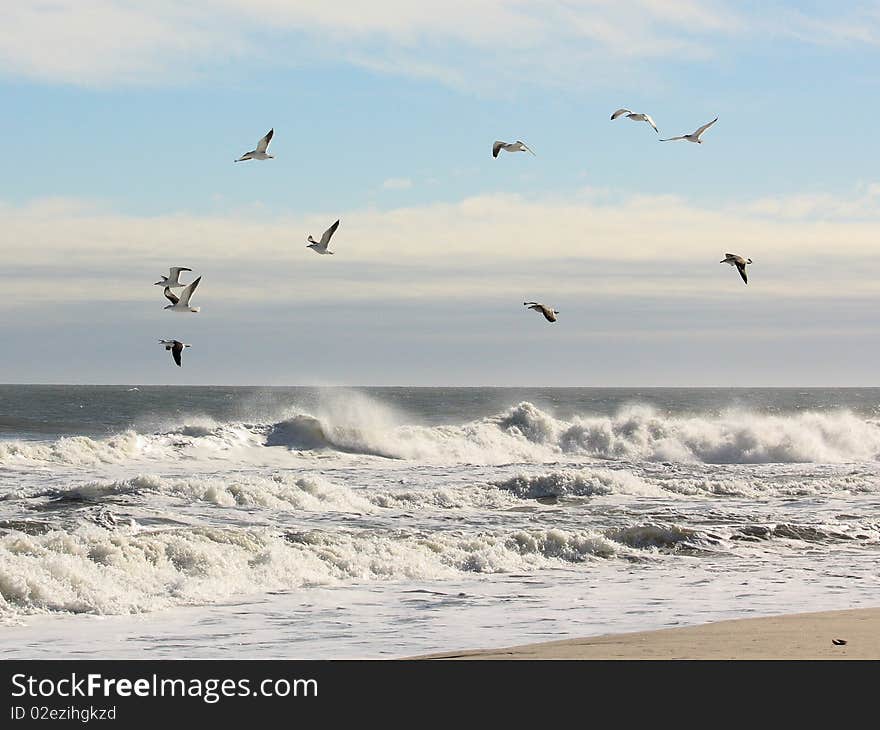 Laughing Gulls