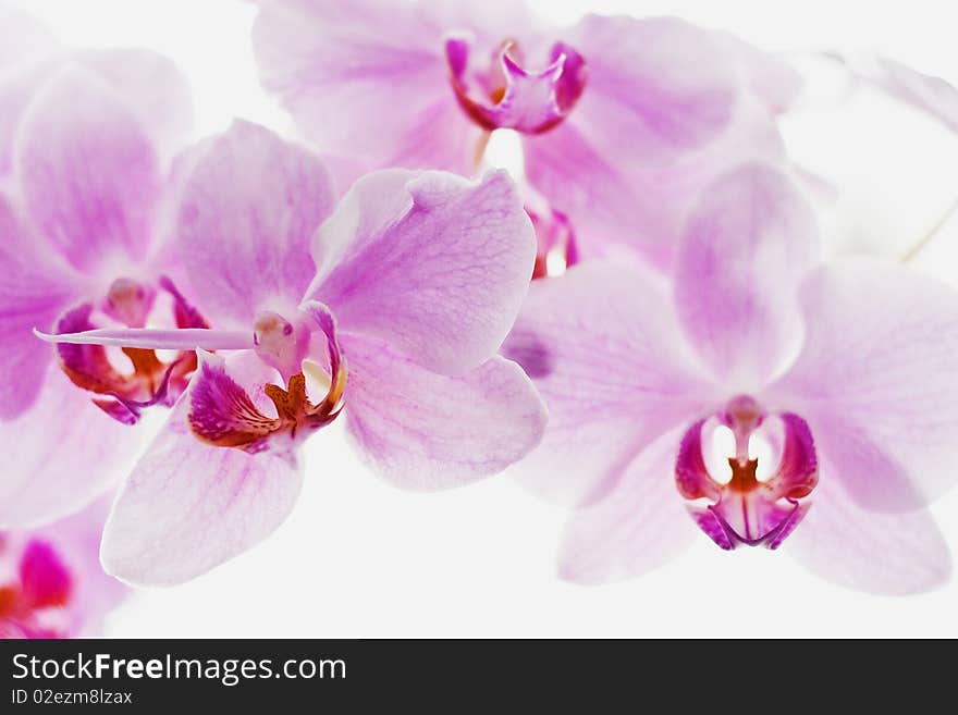 Red flower on white background,. Red flower on white background,