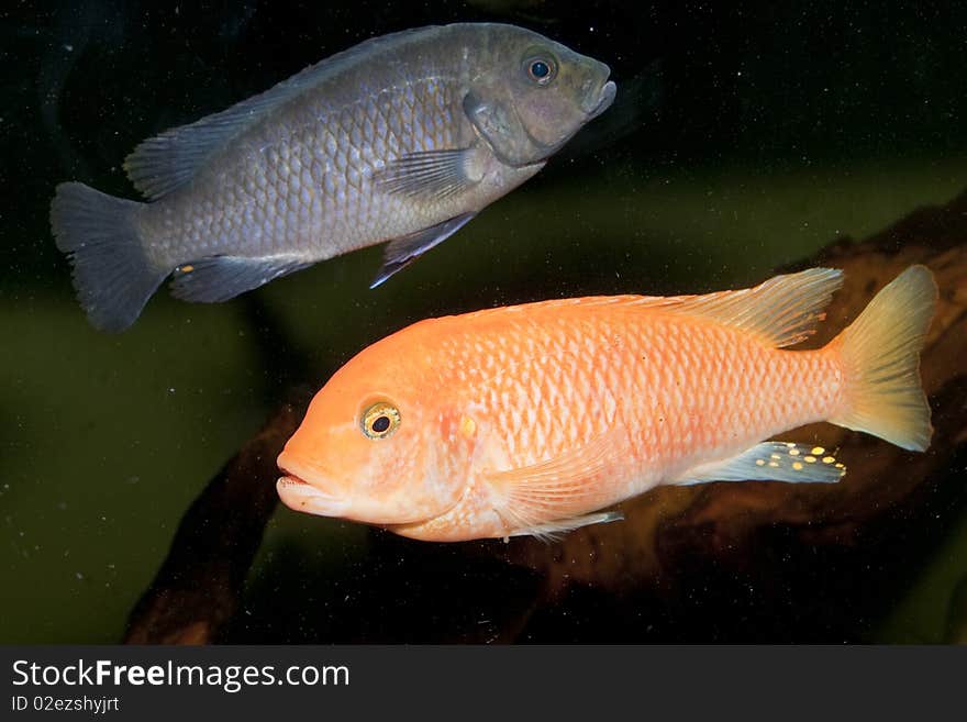 Red Cichlid in Aquarium