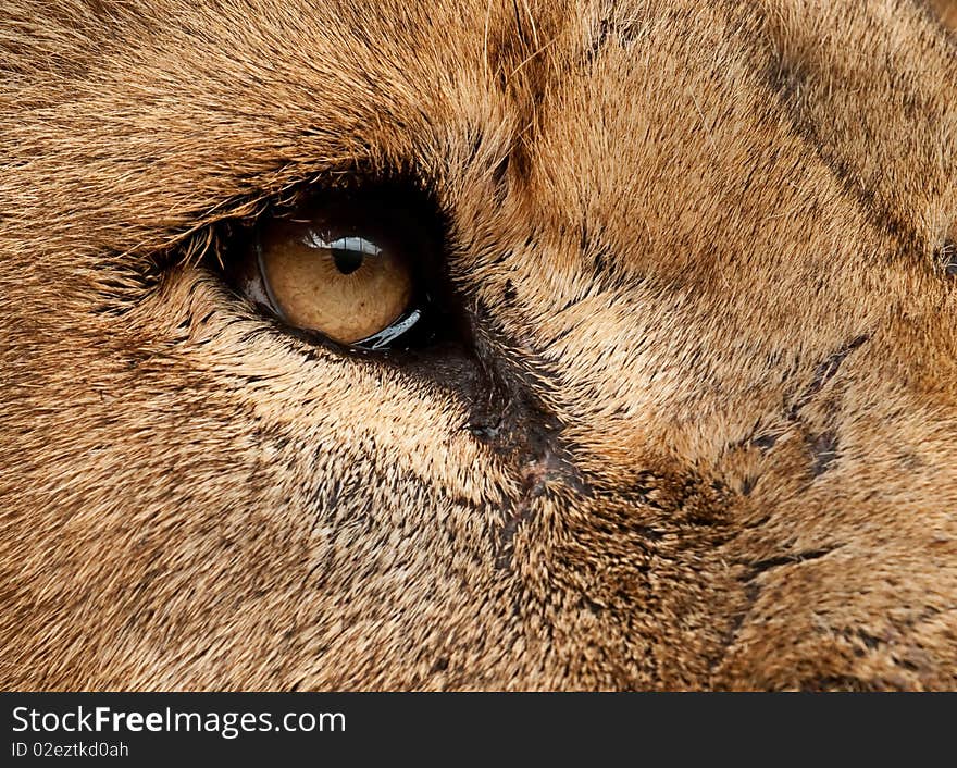 Lion eye up close colour. Lion eye up close colour