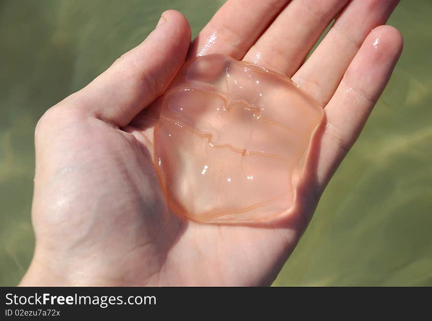 Small jellyfish in a person's hand