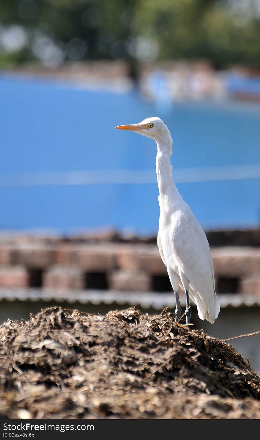 White Cattle Egret