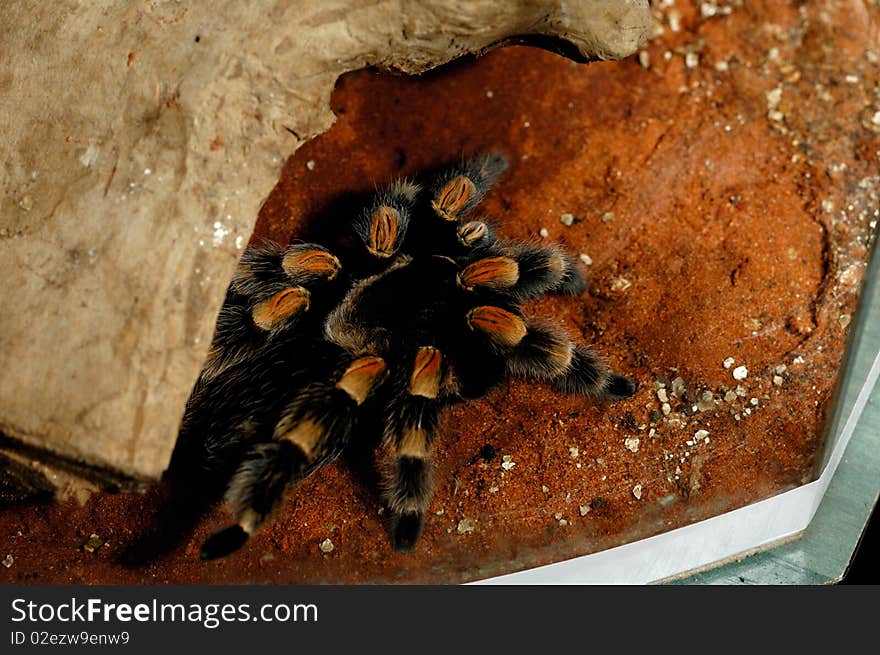 Brachypelma Smithi Mexican Redknee