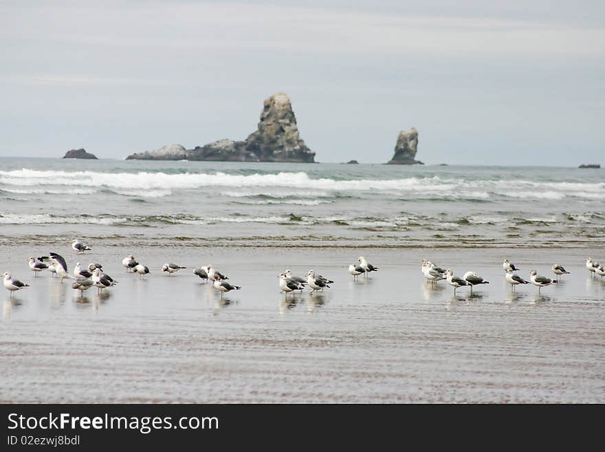 A view of seagull in canon beach.