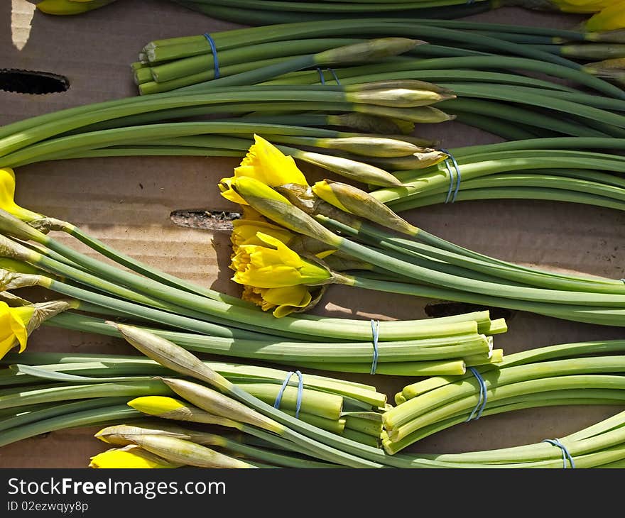 A box with bunches of daffodils in bud for sale on the flower market before Easter.