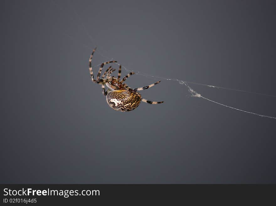 Spider creeping upwards on a web. Photo.