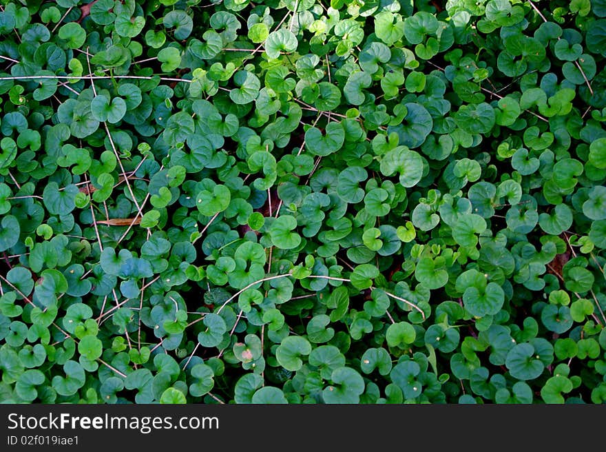 Jungle Carpet