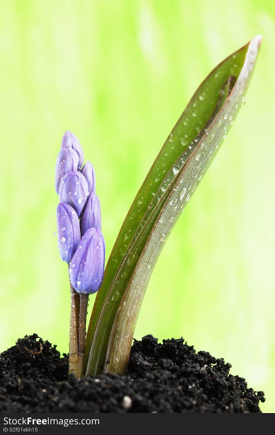 Flower in green