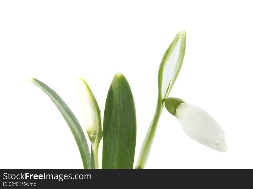 Snowdrops are isolated against the white background. Snowdrops are isolated against the white background