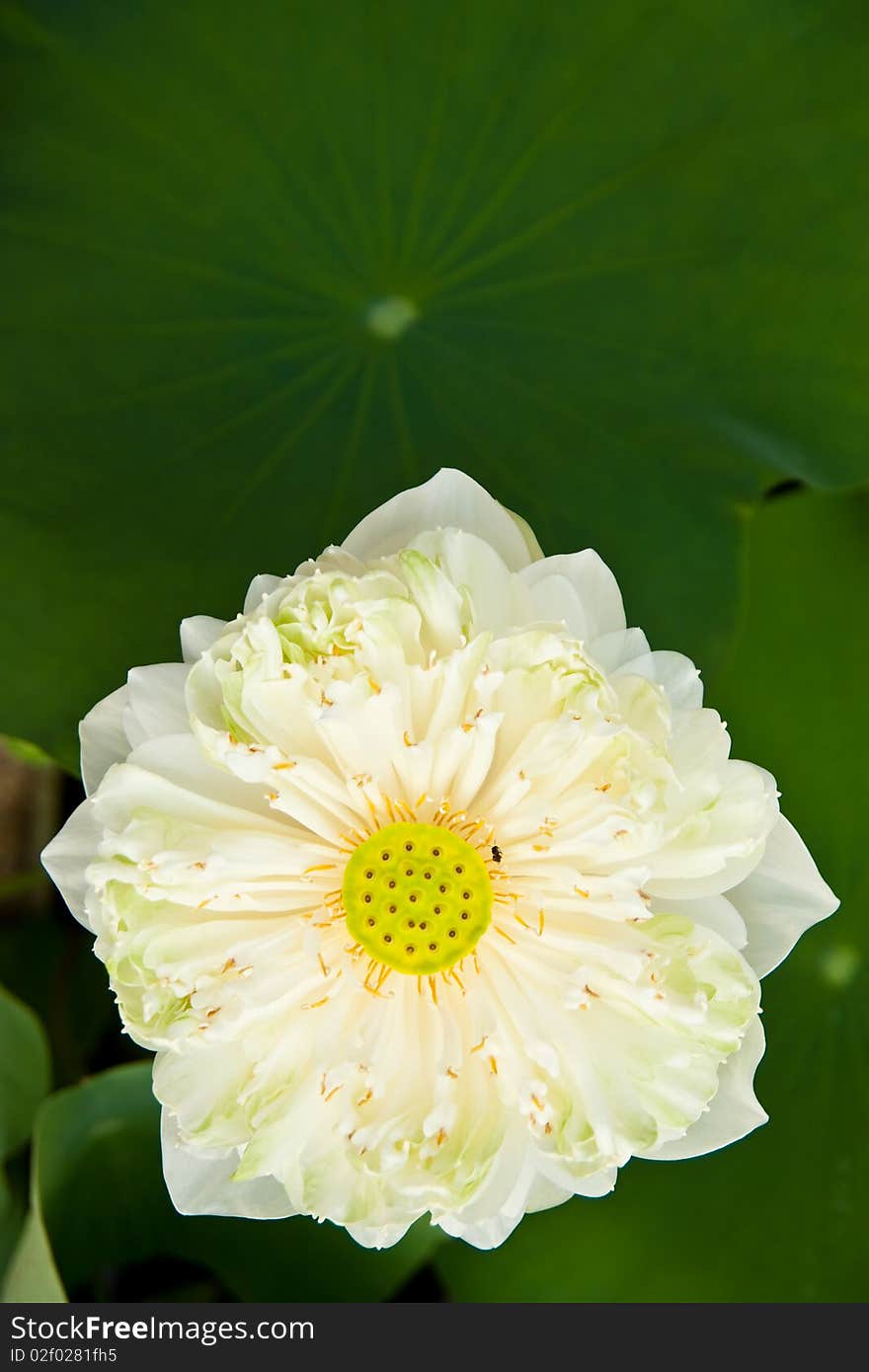 White lotus and leaves in background. White lotus and leaves in background