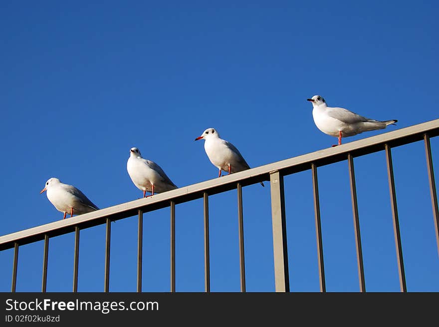 Seagulls at Hamburg harbor sitting on an handrail