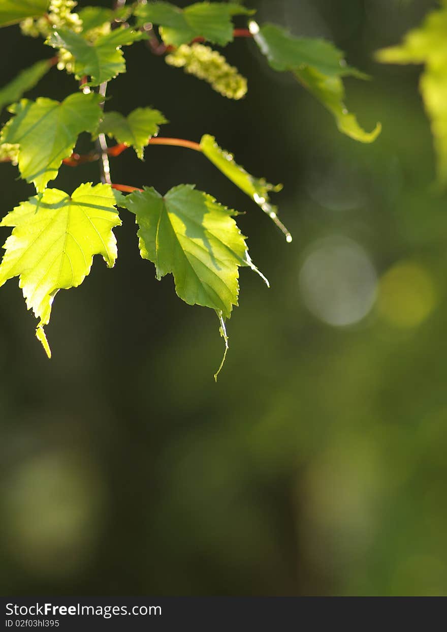 Close up of leaves