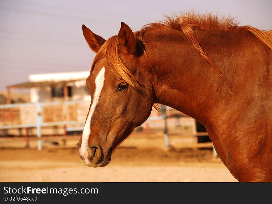 Portrait of a brown horse in the farm close-up. Portrait of a brown horse in the farm close-up