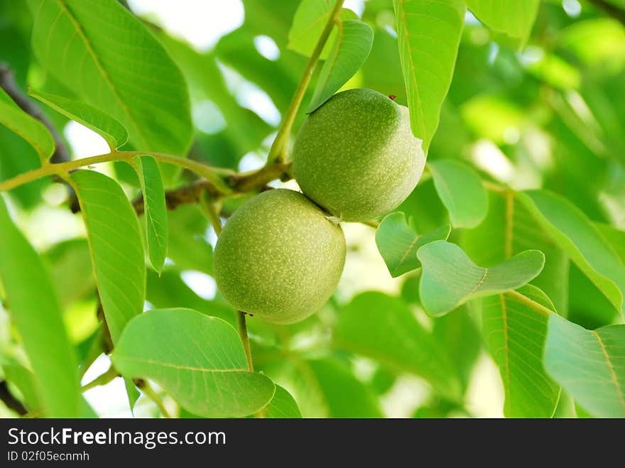 Fresh green leaves and fruits in sunny morning. Fresh green leaves and fruits in sunny morning