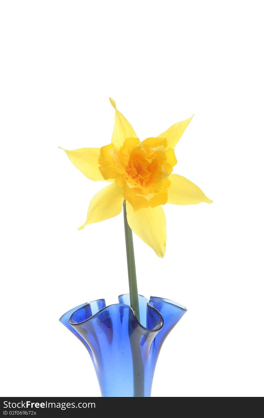 Closeup of a yellow daffodil in a vase. Closeup of a yellow daffodil in a vase