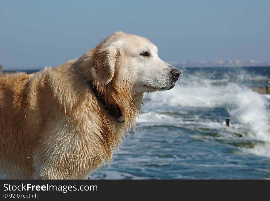 Golden retriever after swimming in the sea