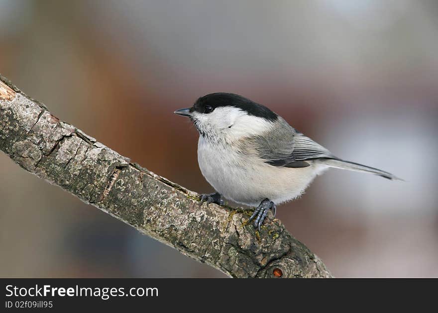 Little marsh tit sitting on branch. Little marsh tit sitting on branch