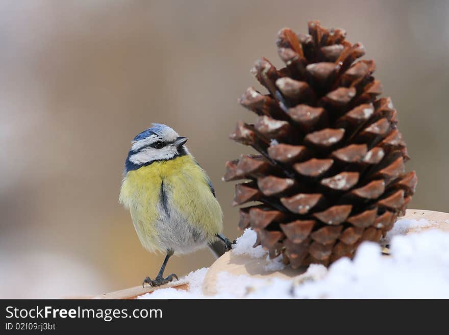 Nice bluetit surprised by the big cone