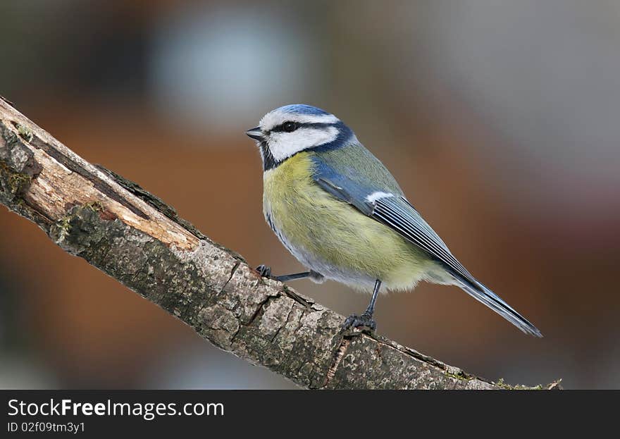 Bluetit On Branch