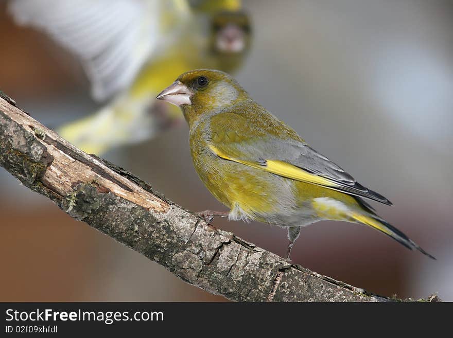 Greenfinch attack