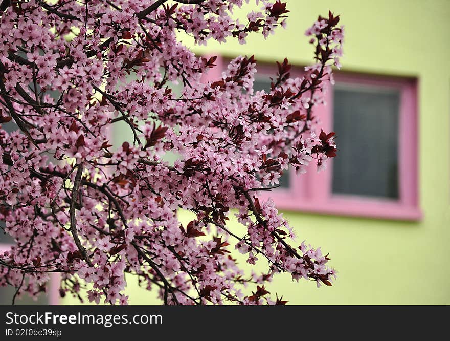 Spring shot of tree with flowers and interesting background. Spring shot of tree with flowers and interesting background