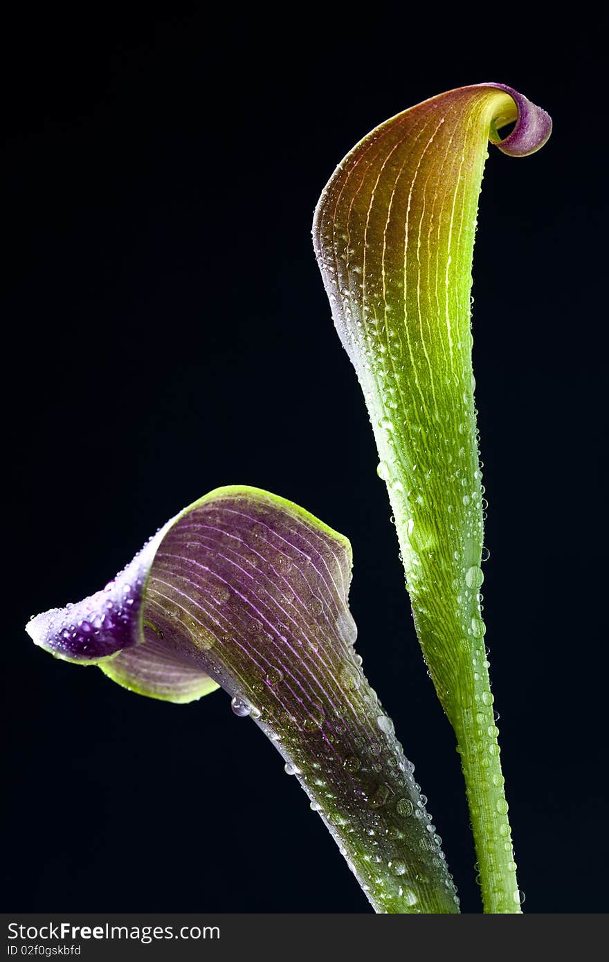 Calla lily with black background