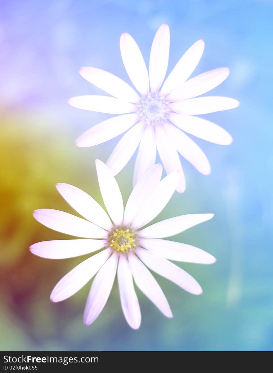 Closeup of fowers over abstract blur background. Closeup of fowers over abstract blur background