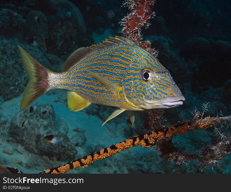 Bluestriped grunt (Haemulon sciurus) swimming on caral reef in Bonaire