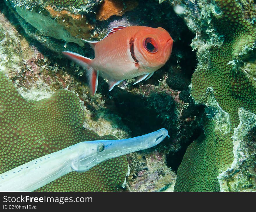 Blackbar soldierfish and trumpetfish on coral reef in Bonaire