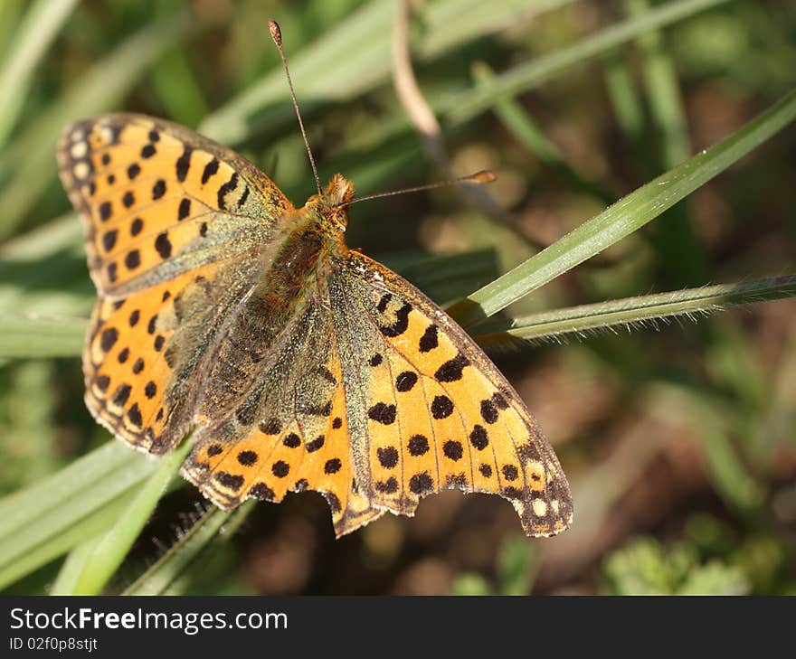 Butterfly(issoria lathonia)macro