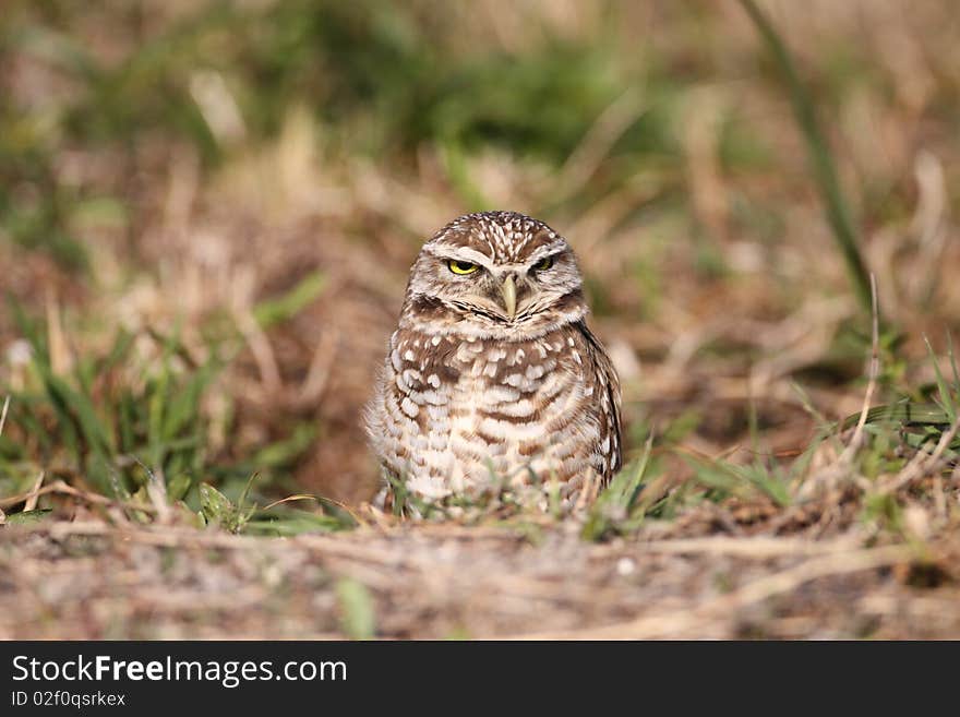 Burrowing Owl